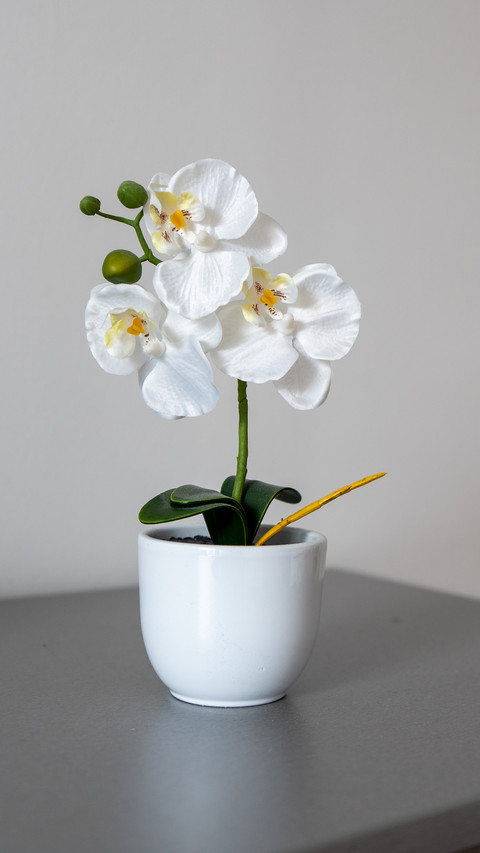 A white plant in a white pot screenshot