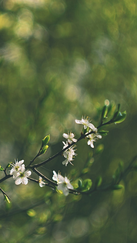Flowers and plants screenshot