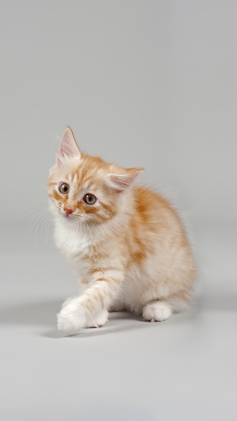 Warm hearted pet raising tips screenshot
