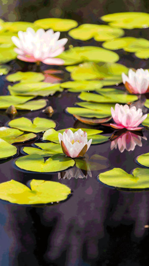 Moonlight over the lotus pond screenshot