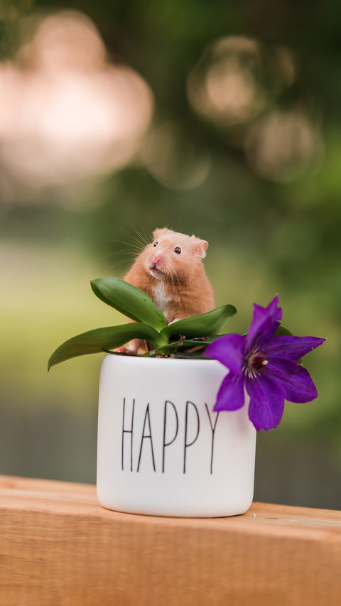 How to cool hamsters in summer screenshot
