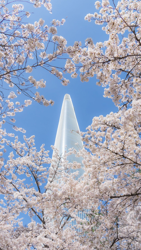 Korean cherry blossom appreciation guide screenshot