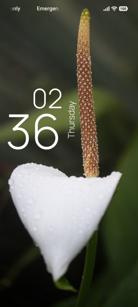 Tropical Grace screenshot