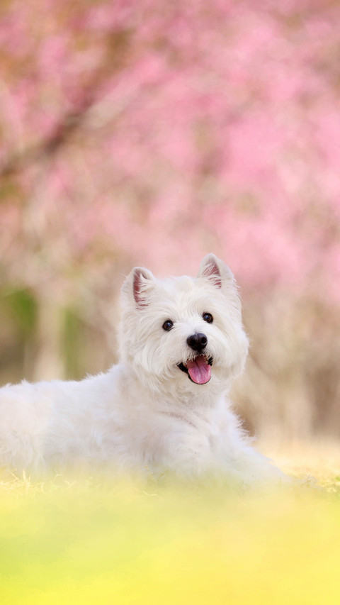 The truth about dogs fighting and not resisting 2 screenshot