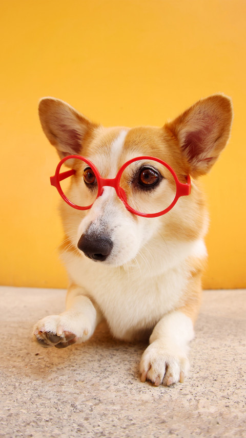 A corgi with big eyes screenshot