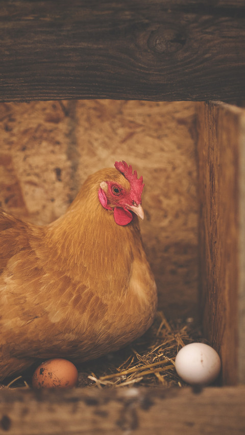 international_animal (1) screenshot