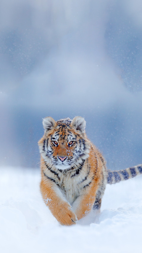 Tiger screenshot