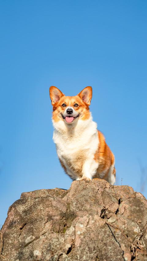A corgi dog is smiling while standing on top of a mountain screenshot