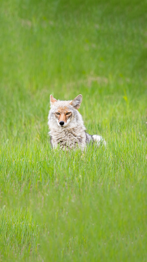 animal1 screenshot