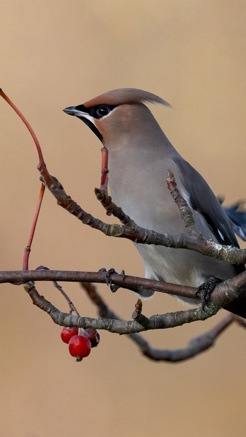 Perch on fruit trees screenshot