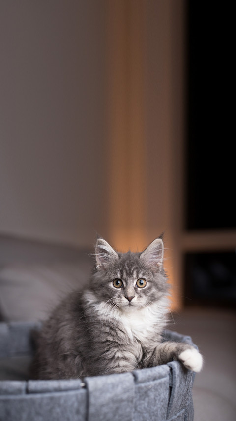 Blue tabby Maine coon kitten in pet bed on gray sofa screenshot