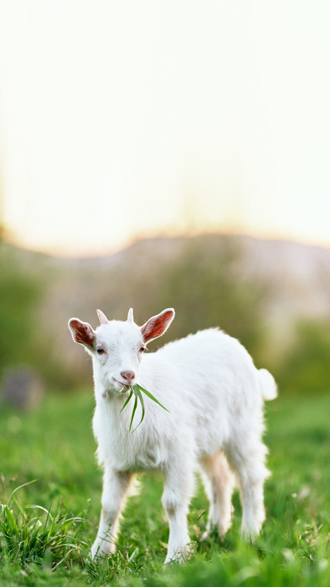 White goat in the meadow runs on the green grass screenshot
