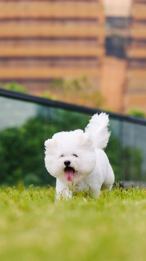 Cold knowledge of dogs 9 screenshot