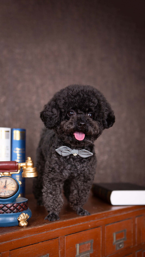 Unveiling dog personality screenshot
