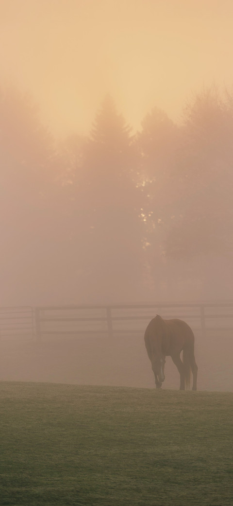 迷雾印象 screenshot