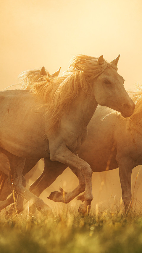 White horse screenshot