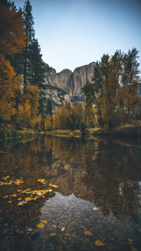 Forest sea leaf screenshot