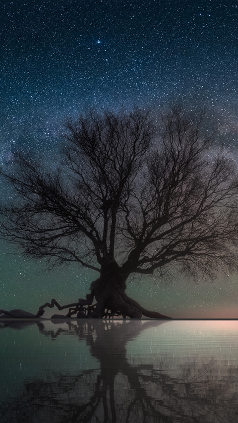 A withered tree under the starry sky screenshot