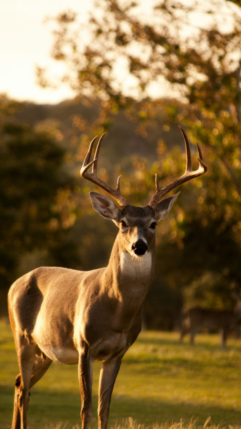 animal wallpaper screenshot