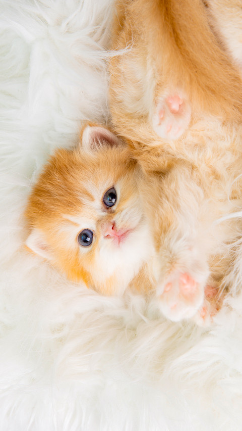 Cute, funny little kitten is sleeping screenshot