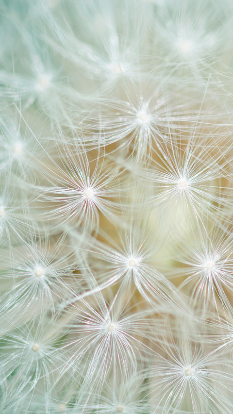 Dandelion (4) screenshot