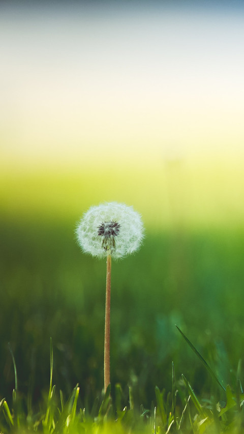 Dandelion (9) screenshot