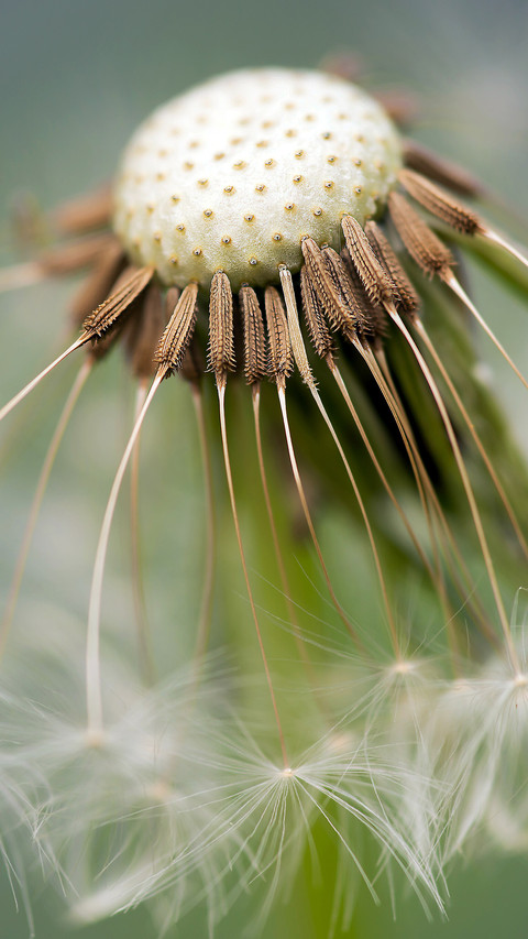 Dandelion (7) screenshot