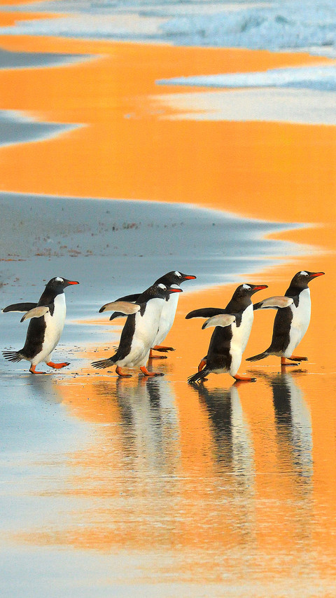 Selected penguin returns screenshot