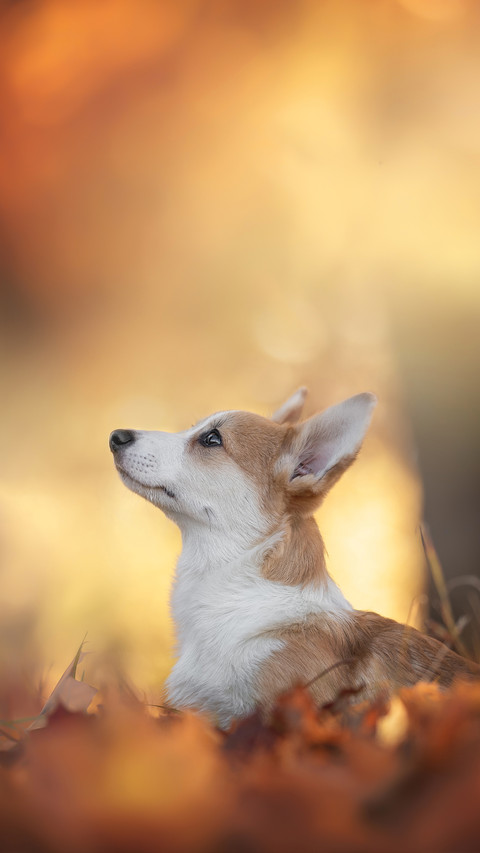 A Cute Little Puppy Dog Sitting Among  Fallen Leaves screenshot