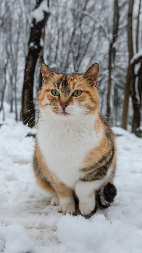 A Cute Cat Sitting in The Snow screenshot