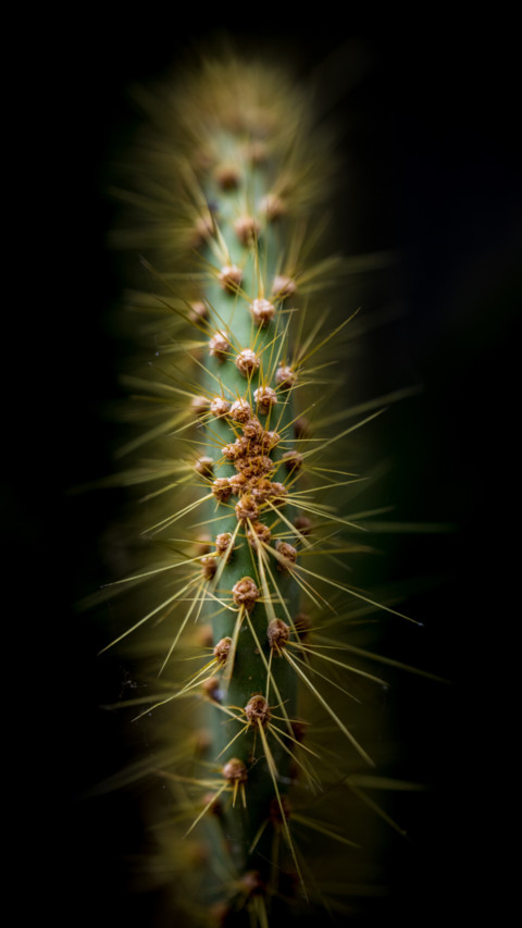 Macro  (1) screenshot