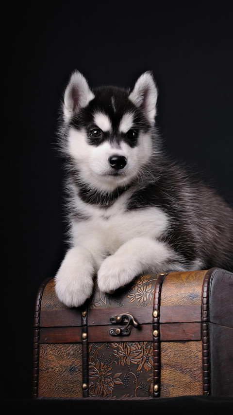 Dog27 screenshot