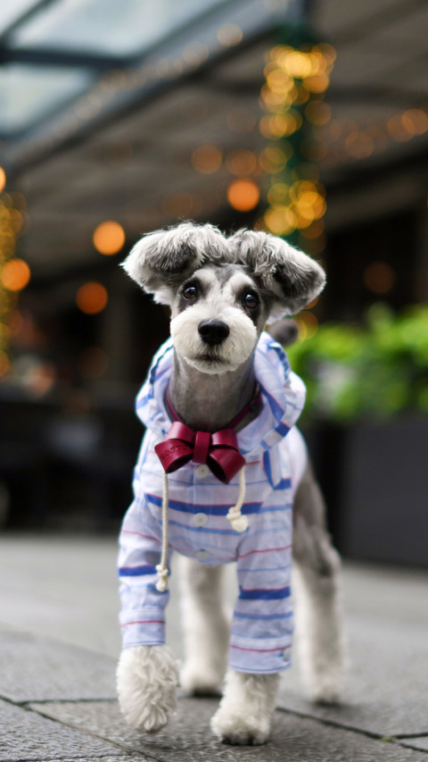 Smart Schnauzer 36 screenshot