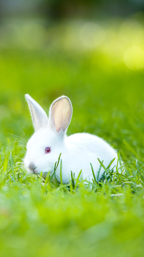 Baby rabbit runs on a green lawn on a warm sunny day screenshot