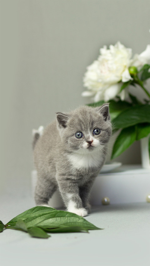 Cat Standing Beside Some Flowers screenshot