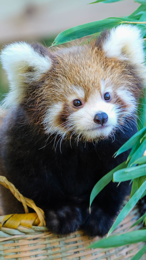 The bamboo shadows gently sway the red panda screenshot