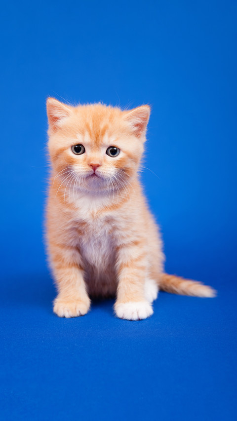 Do you understand meow meow meow 8 screenshot
