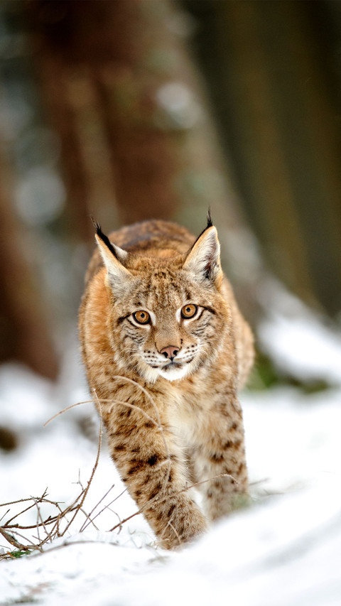 Eurasian lynx cub walking on snow in forest screenshot