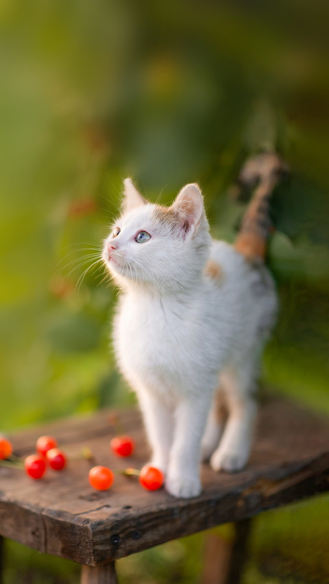a small kitten near a tree with a cherry screenshot