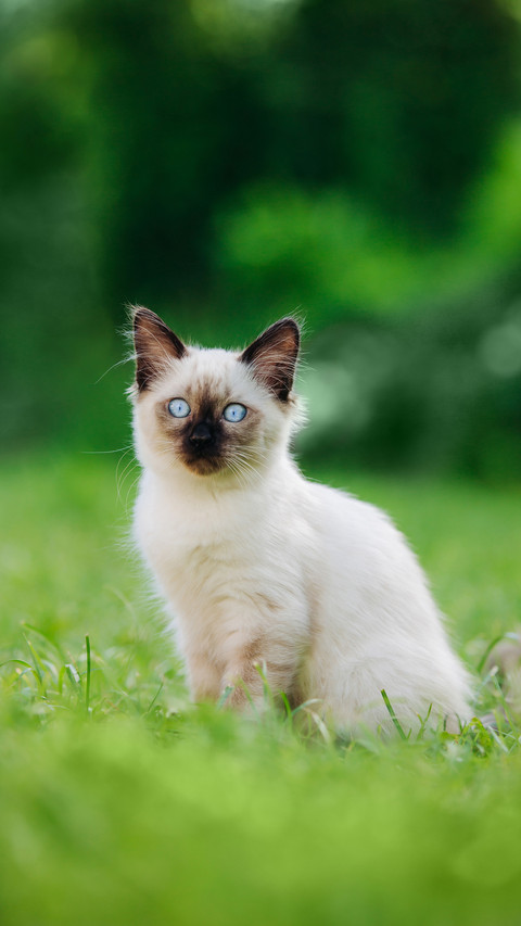 A Siamese Cat Sitting on The Grass screenshot