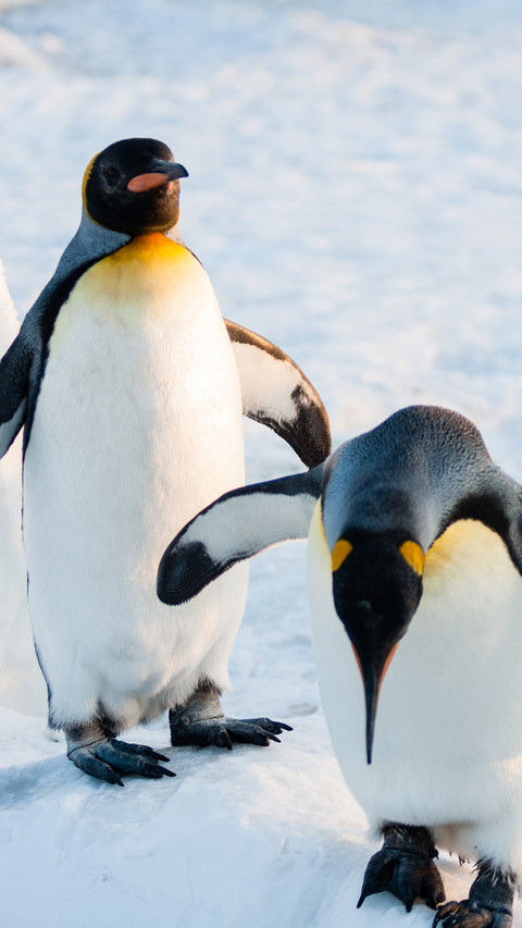 Emperor penguin screenshot