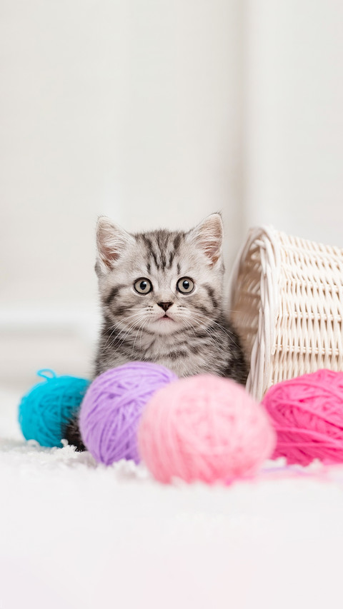 The gray-striped kitten is sitting beside a basket of yarn screenshot