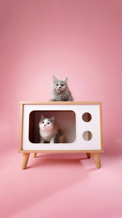 Learning love tips from cats screenshot