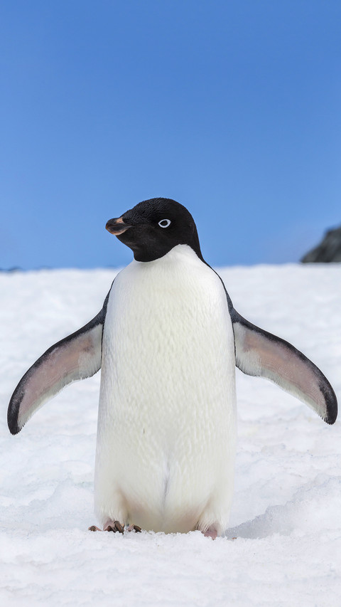Qq prototype penguin screenshot