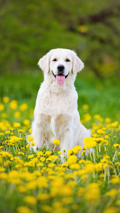 Cute Dog Sitting And Smiling in Flowers screenshot