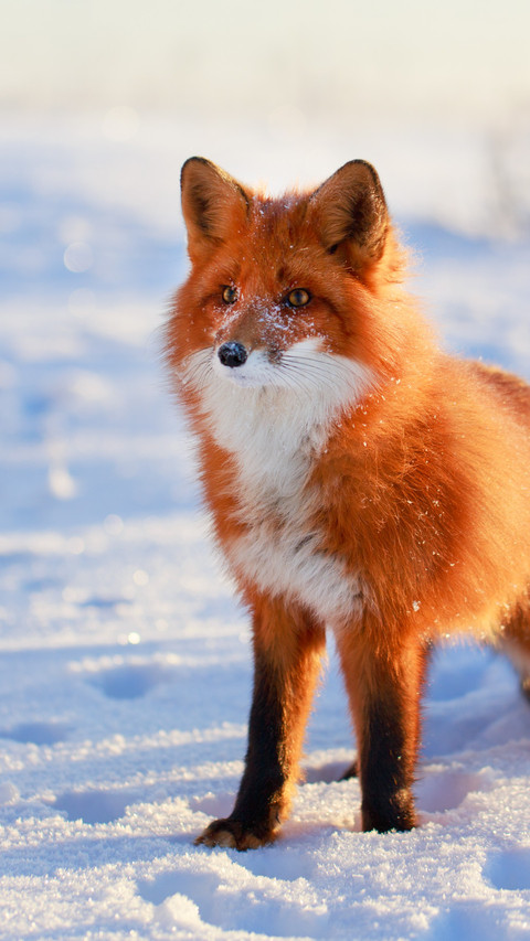The red fox leaped among the trees screenshot