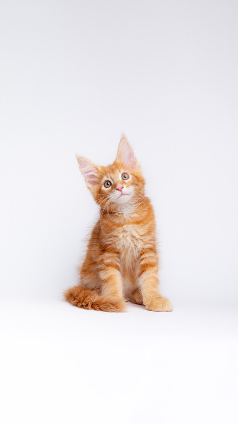 A ginger cat is sitting on a white background, isolated screenshot