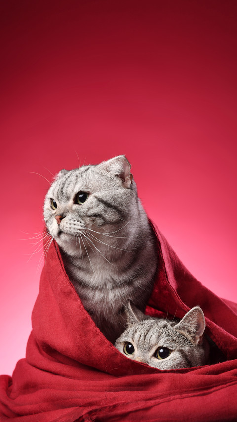 What to do if a cat fights screenshot