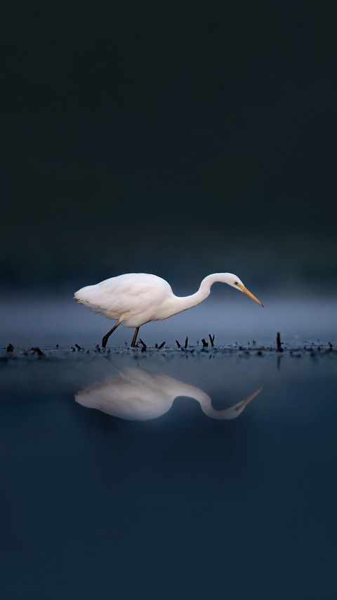 Heron in the middle of the lake screenshot