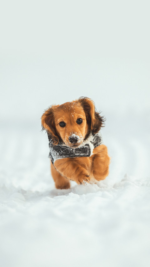Long Haired Dachshund Puppy playing in the snow screenshot